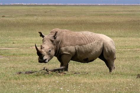 Rhinoceros Habitat - Animal Facts and Information