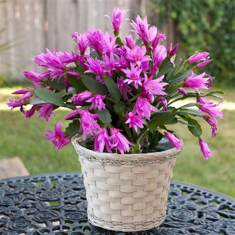 Christmas Cactus: The Beautiful Without Thorns – InspirationSeek.com