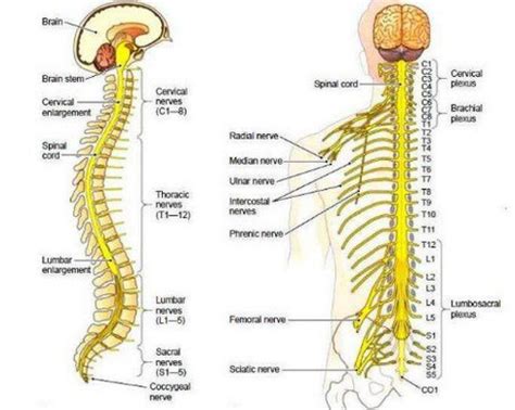 The function of the spinal cord in the central nervous system | Science online