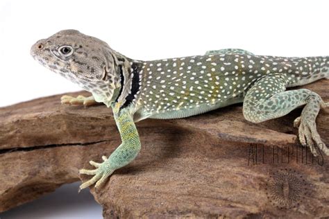 Eastern Collared Lizard - Featured