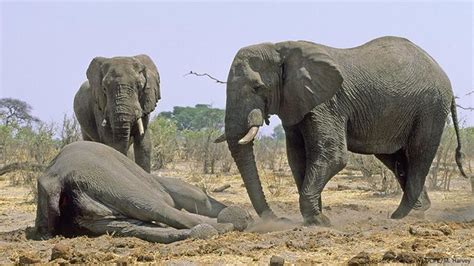 Do animals mourn their dead? | Environment | All topics from climate change to conservation | DW ...