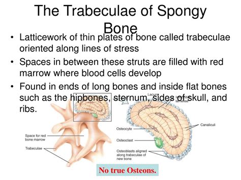 PPT - Bone tissue PowerPoint Presentation, free download - ID:9314884