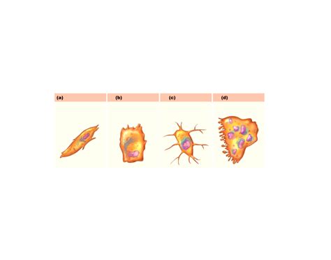 Types of Bone Cells and Their Functions — Printable Worksheet