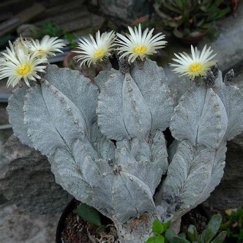 Astrophytum myriostigma | Cactus plants, Types of cactus plants ...