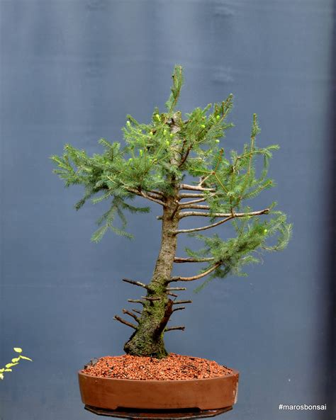 Maros Bonsai Blog: Picea abies No.6 repotted