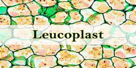 Leucoplast - Assignment Point