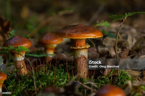 Mushroom Season Autumn In The Park Slippery Jack Edible Cattails ...