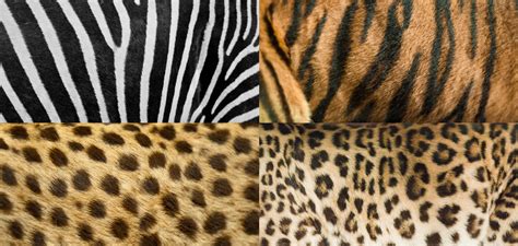 Nature’s Designs: How Spots and Stripes Are Formed