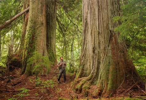 Guide to Washington State's Ancient Forests, Giant Trees, and Old Growth Hikes — Lucas Cometto ...