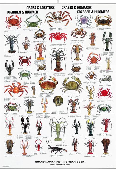 Buy Crab and Lobster Poster online here | Linaa