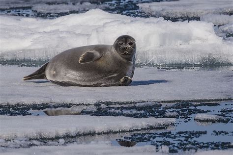 The Different Types of Seals - WorldAtlas