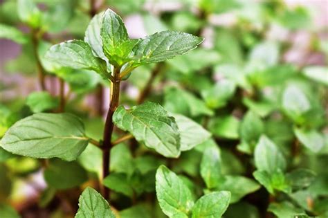 How to Grow and Use Chocolate Mint | Gardener’s Path