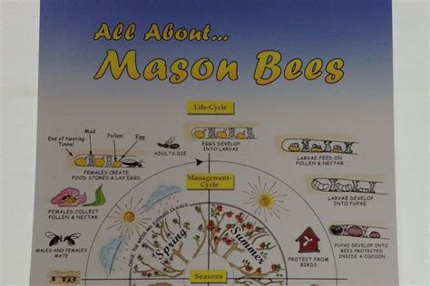 Mason Bee - Life Cycle Poster | B.C. Bee Supply