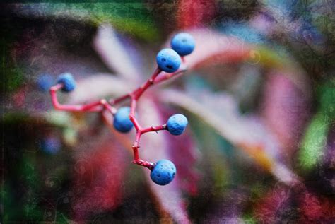 A Picture A Day: Virginia creeper berries