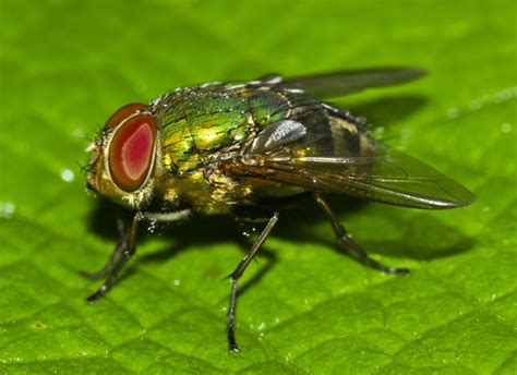 Blow Fly Identification Guide