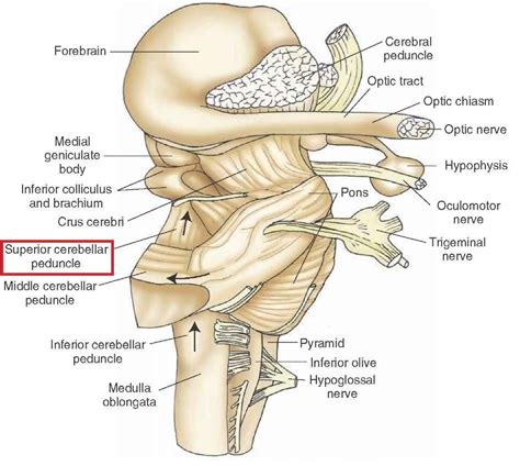 Image result for olivocerebellar tract | Human body systems anatomy, Brain images, Human body ...