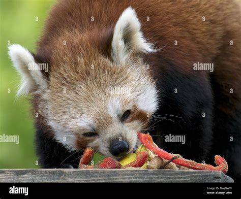 Red panda eating Stock Photo - Alamy