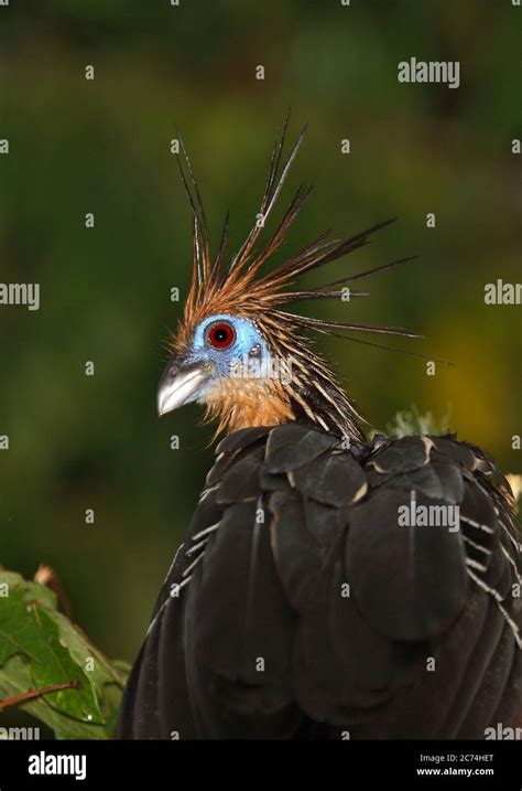 Skunk birds hi-res stock photography and images - Alamy