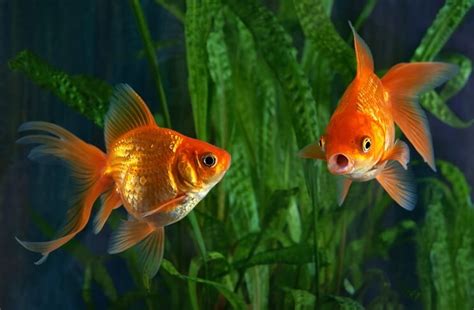 The Definitive Goldfish Care Guide (Including Care Sheet) - Everything Fishkeeping