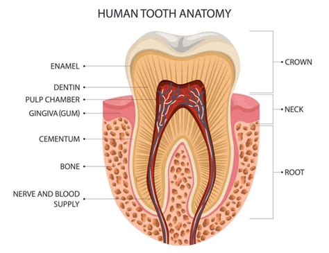 Teeth: Anatomy, Types, Function and Care