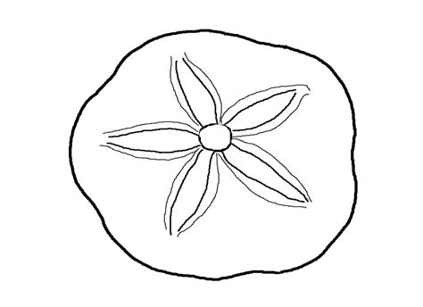 sand dollar coloring pages - Clip Art Library