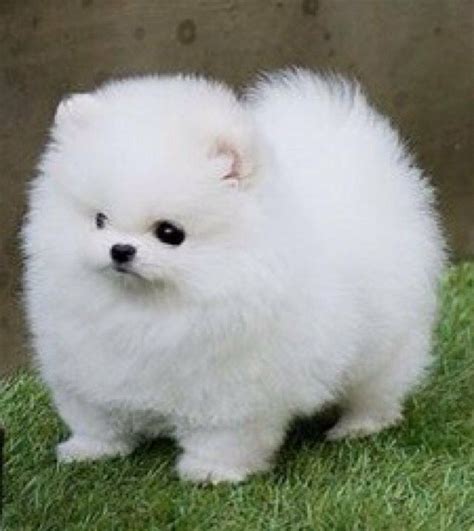 Teacup Full Grown White Grown Up Pomeranian - Pets Lovers