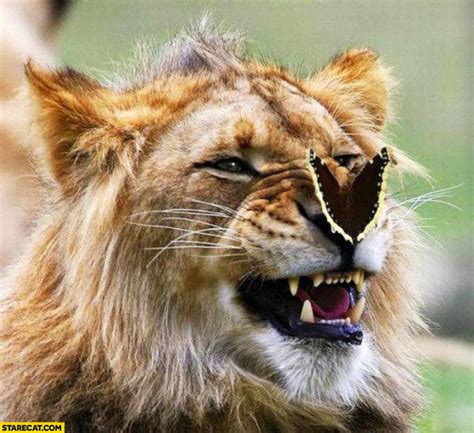 Lion with a butterfly on his nose | StareCat.com