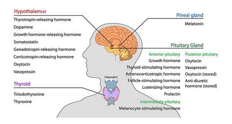 Pituitary Gland And Hypothalamus Hormones