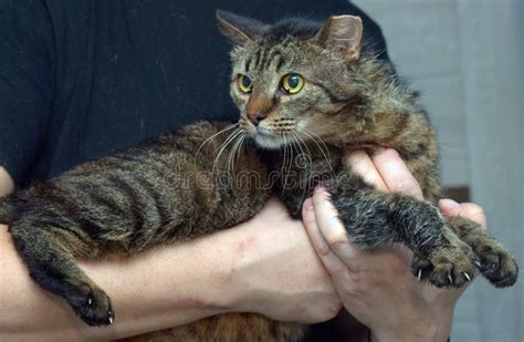 A Cat with a Cropped Ear after Sterilization Stock Photo - Image of rescued, fluffy: 216634948