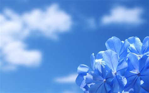 Blue Sky Wallpaper Background - WallpaperSafari