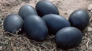 What Chickens Lay Black Eggs?: All you need to Know about Black Chicken eggs | Poultry Farm Guide