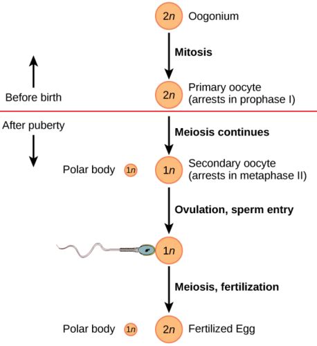 ANATOMY & PHYSIOLOGY — Basics of Egg Development Flashcards | Quizlet