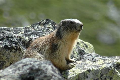 Alpine marmot - Alchetron, The Free Social Encyclopedia