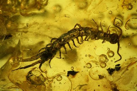 Detailed Fossil Centipede (Chilopoda) In Baltic Amber (#128358) For Sale - FossilEra.com