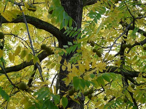 Black Walnut Tree Park · Free photo on Pixabay