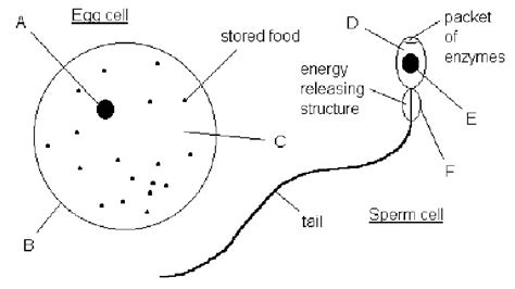 BIOKARTANESIA: EGG AND SPERM