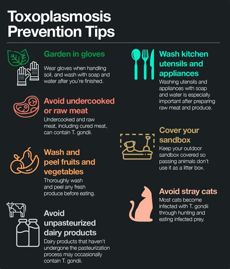 Toxoplasmosis in Humans: Symptoms to Watch out For – The Amino Company