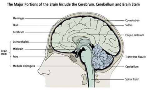 Ap Psychology Review - Brain Structure