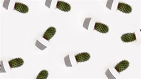 Minimalist Cactus Wallpapers - Top Free Minimalist Cactus Backgrounds ...