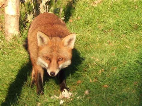 Fox eating chicken | It's a fox, eating some chicken, in my … | Flickr