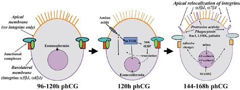 Correlation of cellular and molecular aspects of trophoblast giant cell ...