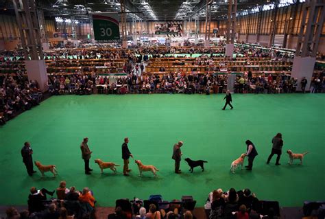 Crufts Dog Show 2024 Live - Cyb Colline