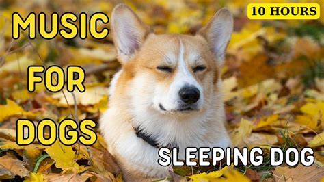 10 HOURS of DogSleep Calming Dog Music💖Anti Separation Anxiety Relief🐶🎵 ...