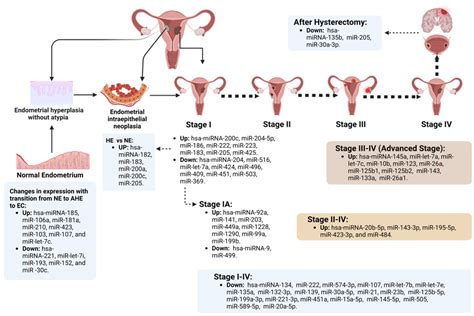 Up- or downregulated microRNAs (miRs) depending on the International... | Download Scientific ...