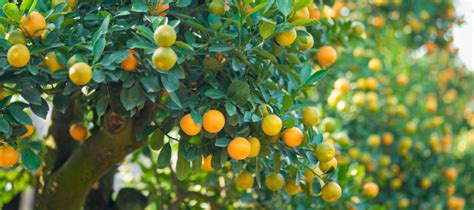 How To Prune Citrus Trees | ABC Blog