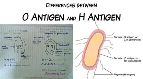 Difference between O Antigen and H Antigen