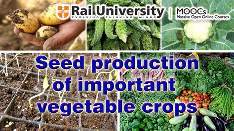 Techniques of seed production of important vegetable crops Part I - YouTube