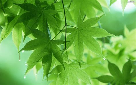 Green Leaf Wallpaper 4K : Tree Leaves Summer, HD Nature, 4k Wallpapers ...