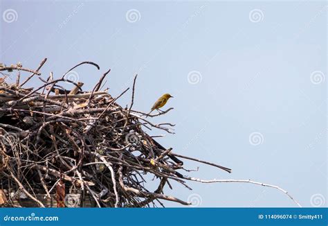 Pine Warbler Bird Setophaga Pinus Perches on a Big Osprey Nest Stock ...