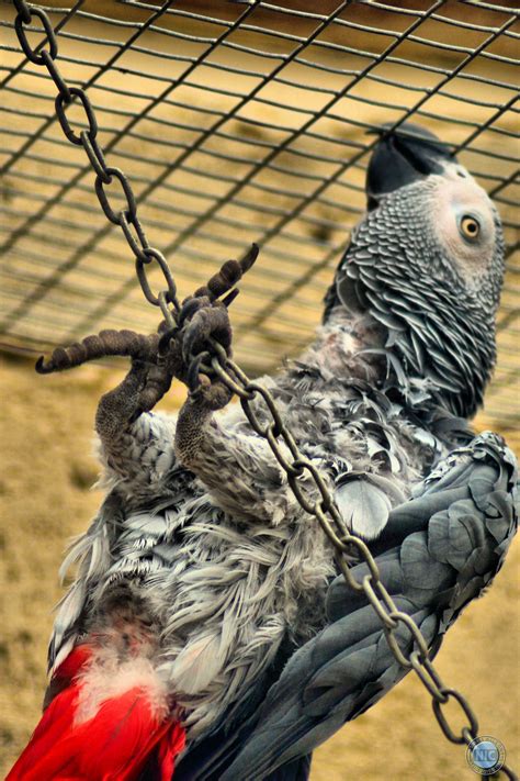 hanging around | Animal sanctuary, Animals, Birds